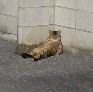 Meet your Posher, Dmitri